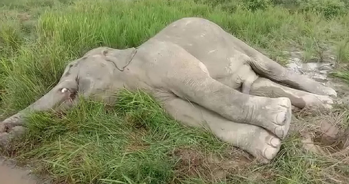 Elephant Electrocuted In Guwahati, Dies