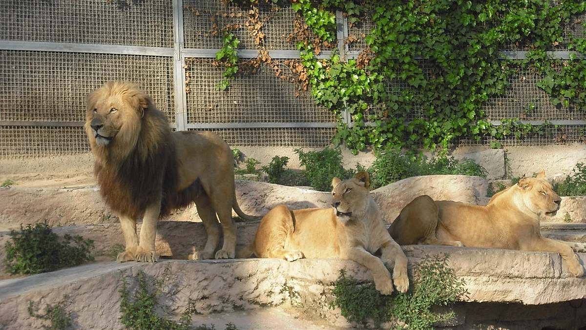 Assam To Have Open Space Zoo In Silchar
