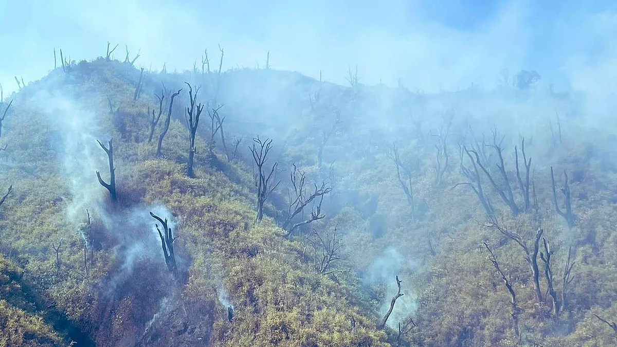 Nagaland: No Fire Spotted In Dzukou Valley