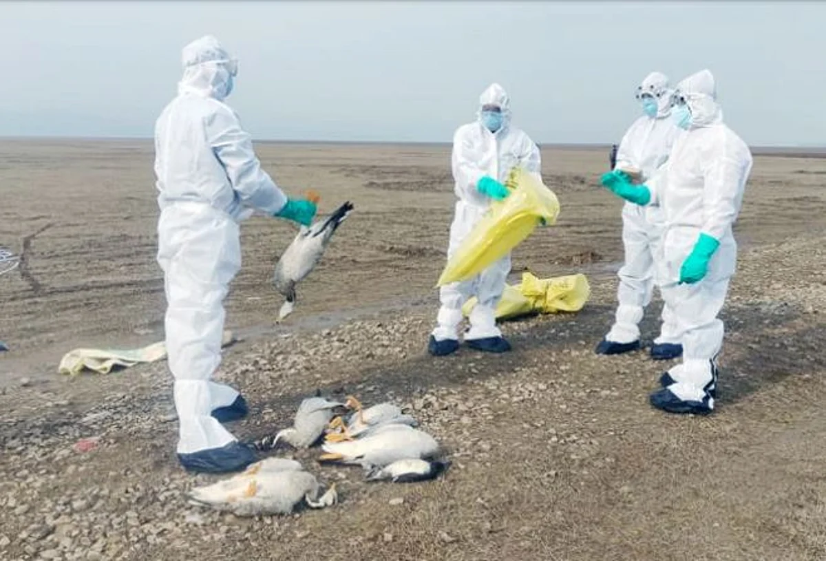 Maharashtra: 983 More Birds Die