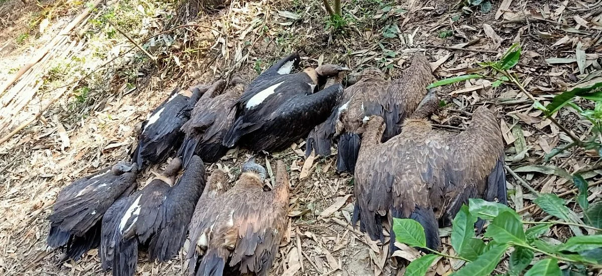 Tinsukia: 23 Endangered Vultures Die Of Poisoning