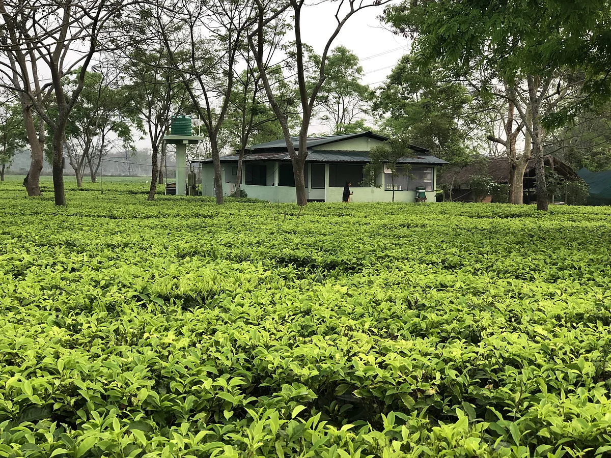 Monday Tea garden bandh withdrawn