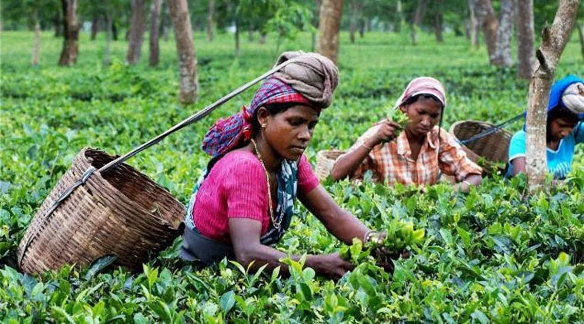 Assam Tea Research Institute & Patanjali To Collaborate Soon
