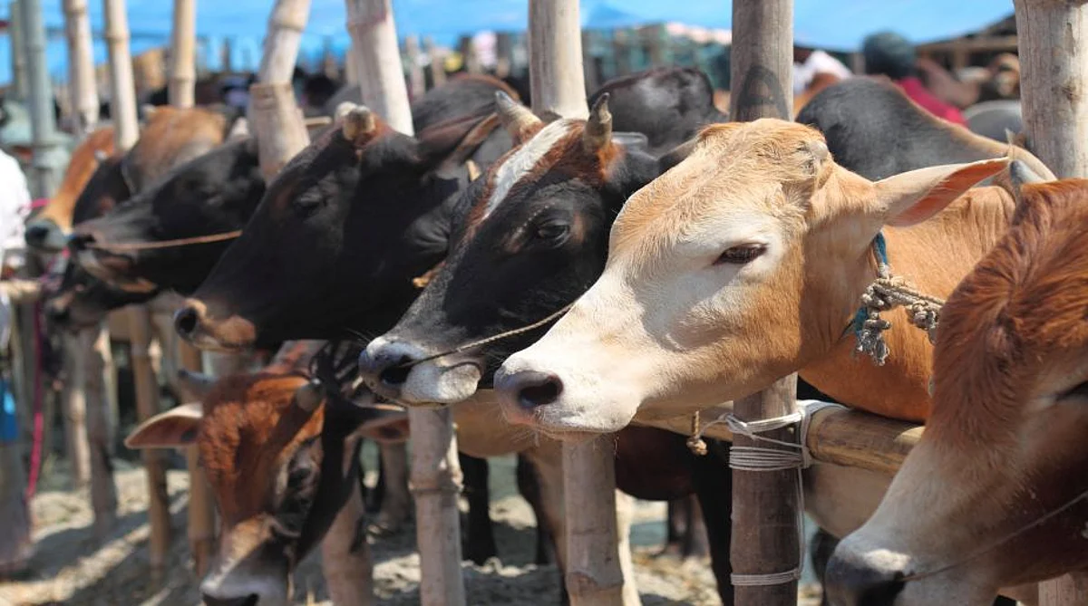 Cow Protection Bill To Be Introduced In Next Assembly Session: Assam Guv