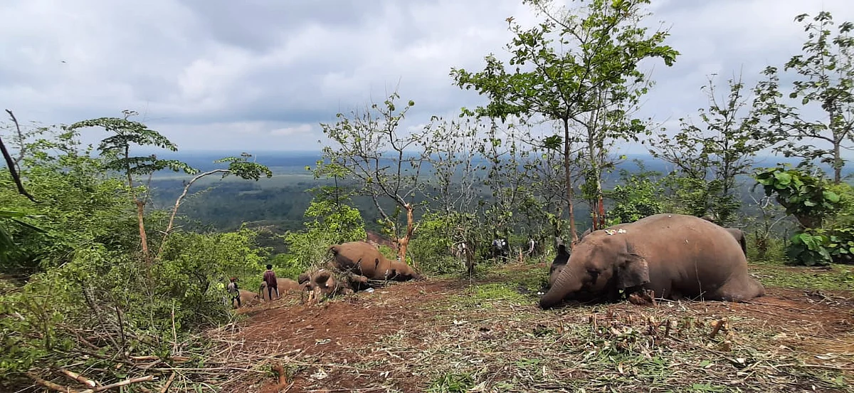 Animals in Herds are Always in Threats to Lightening