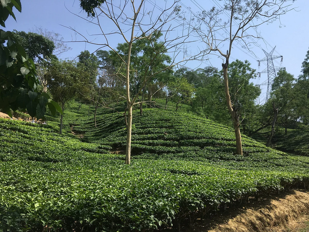 After 56 Years Hiatus, Tripura Wants Its Tea To Be Auctioned In Bangladesh
