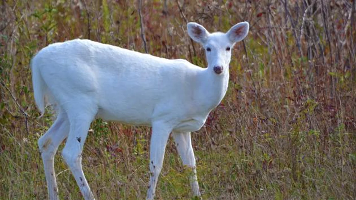 Rare White Hog Deer Spotted In Kaziranga
