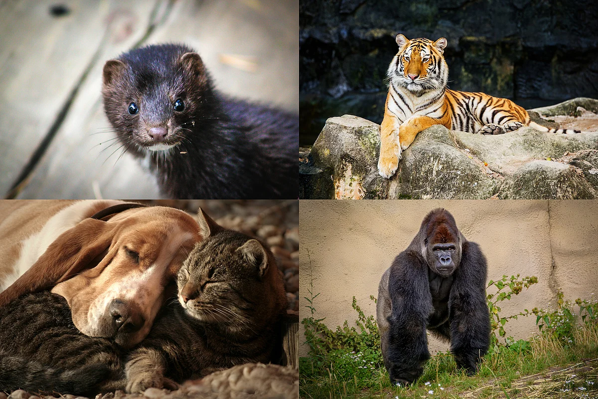 India to Allow Import of Animals after Negative COVID Reports