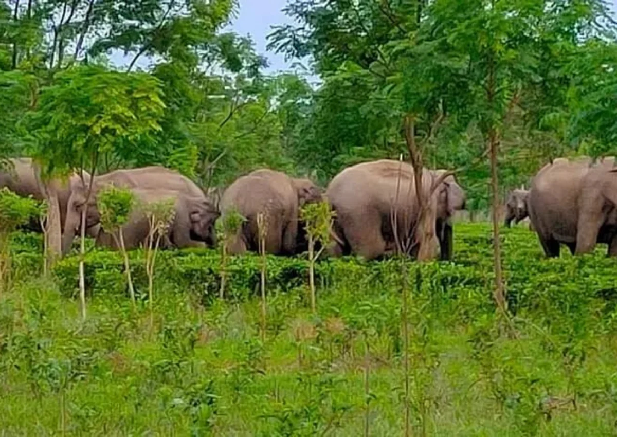 Assam: Man Killed By Herd Of Elephants In Golaghat