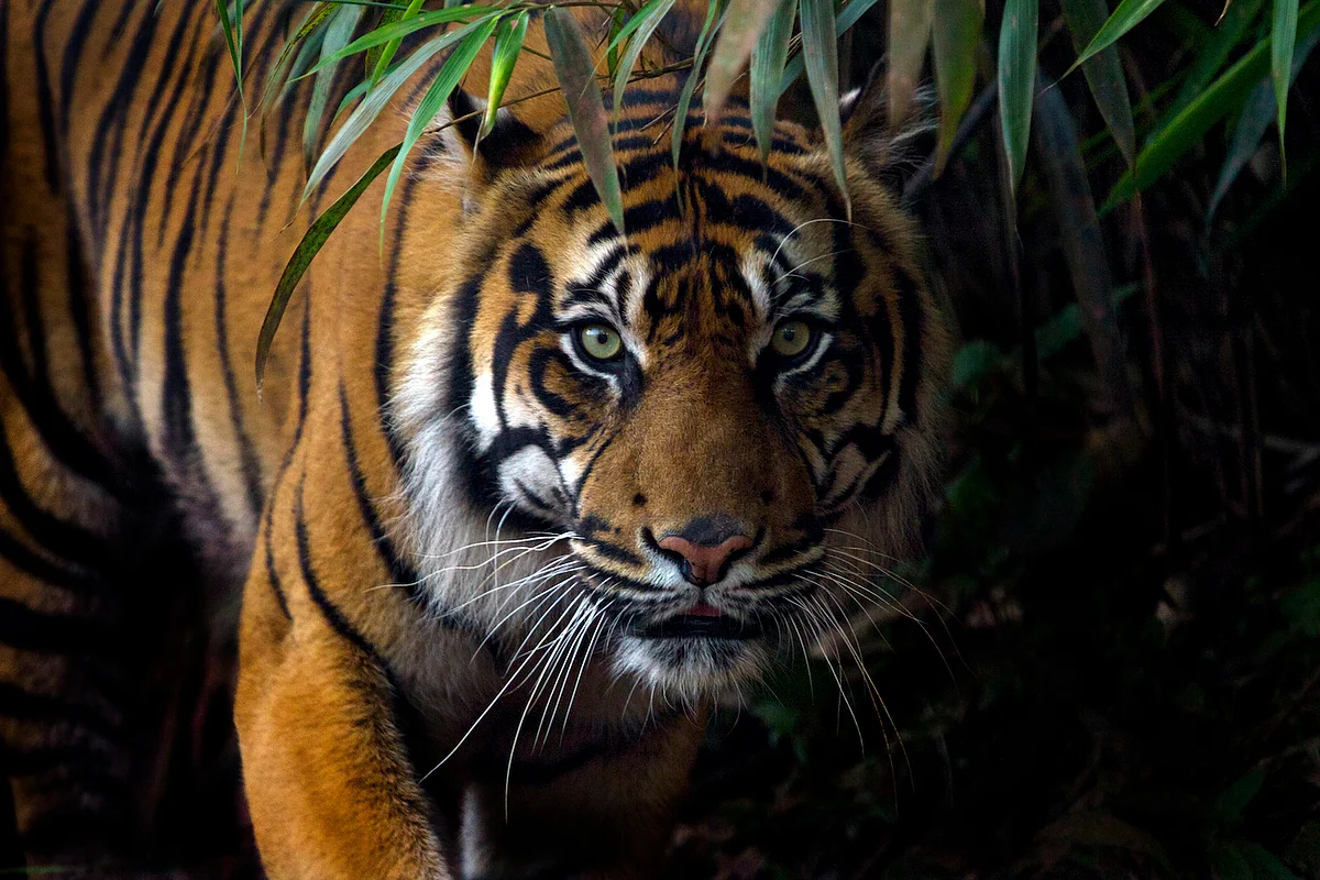 Madhya Pradesh: 31 Tigers Killed In Last 8 Months