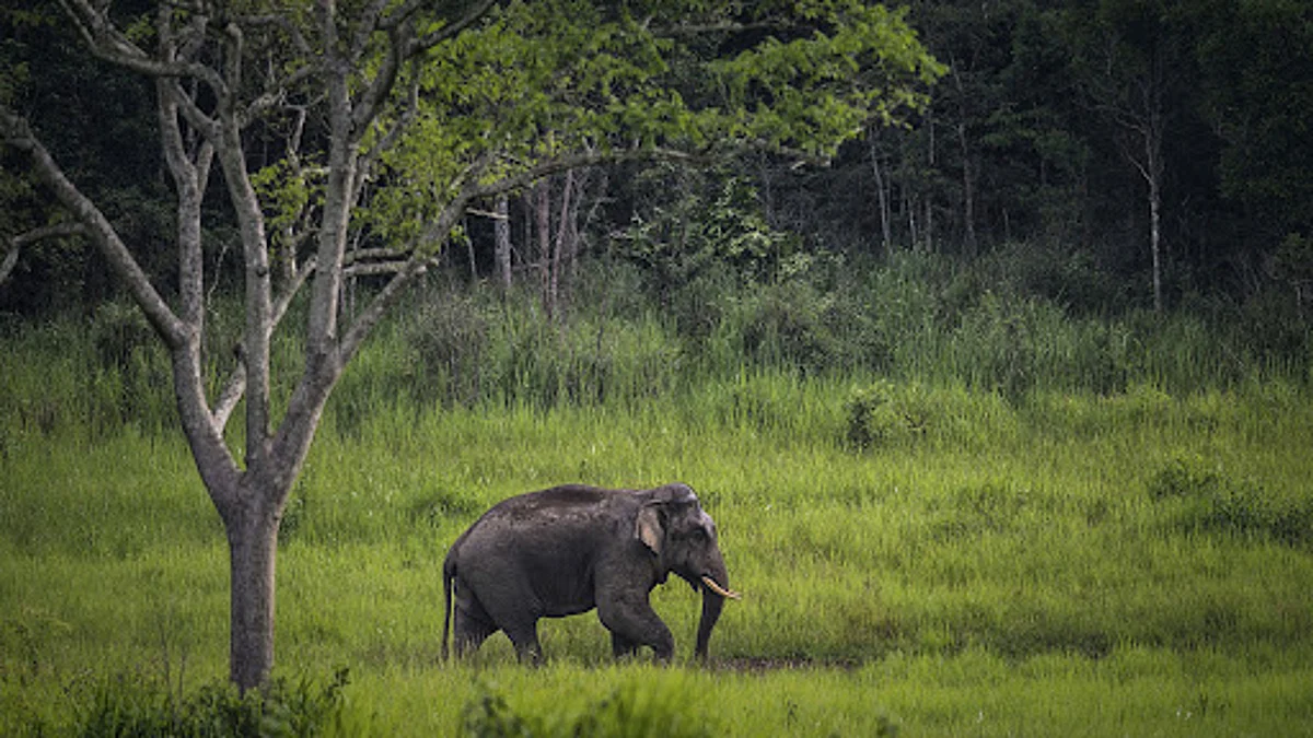Orang National Park To Reopen From September 30