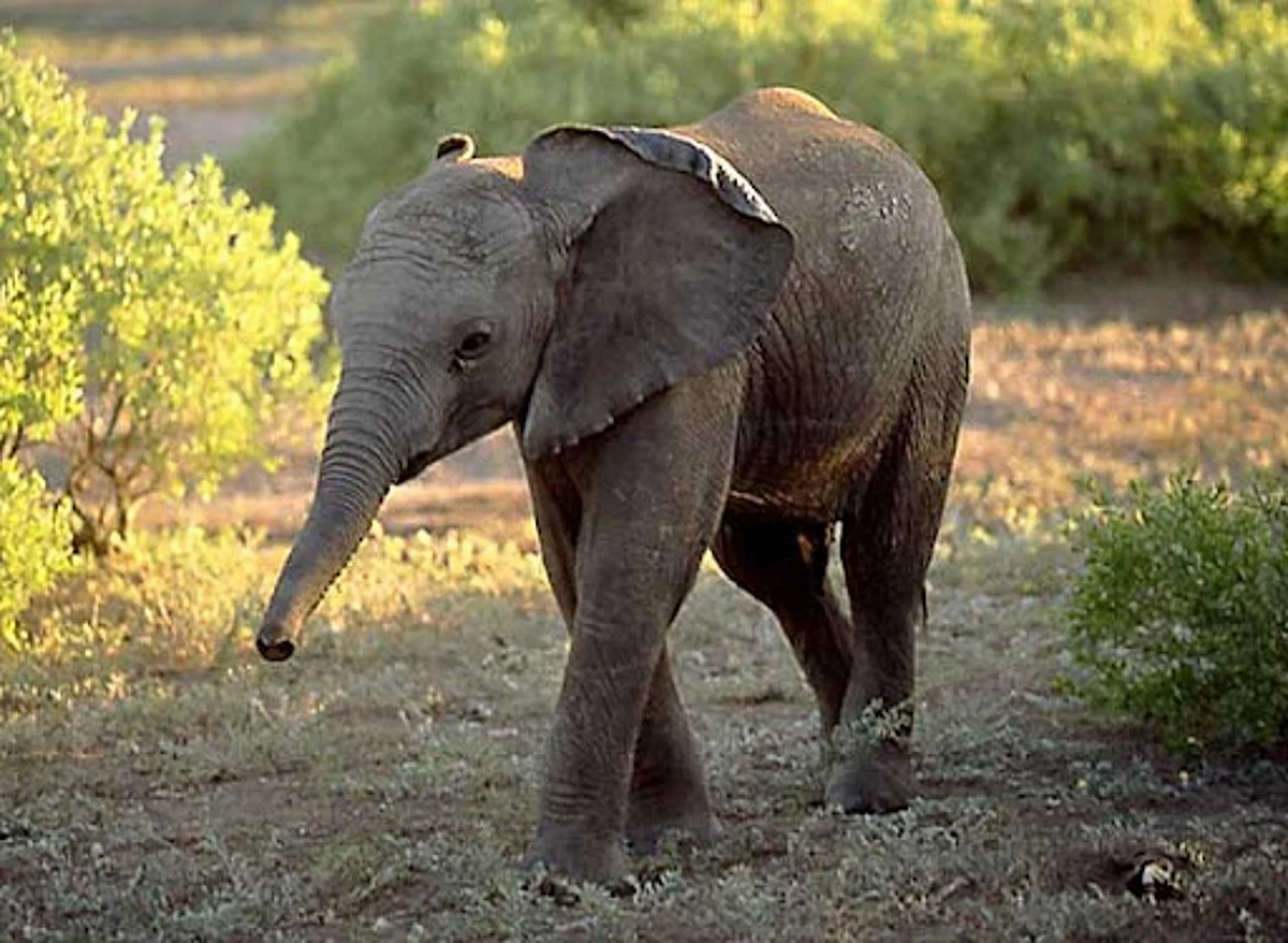 Assam: Elephant Calf Rescued In Golaghat
