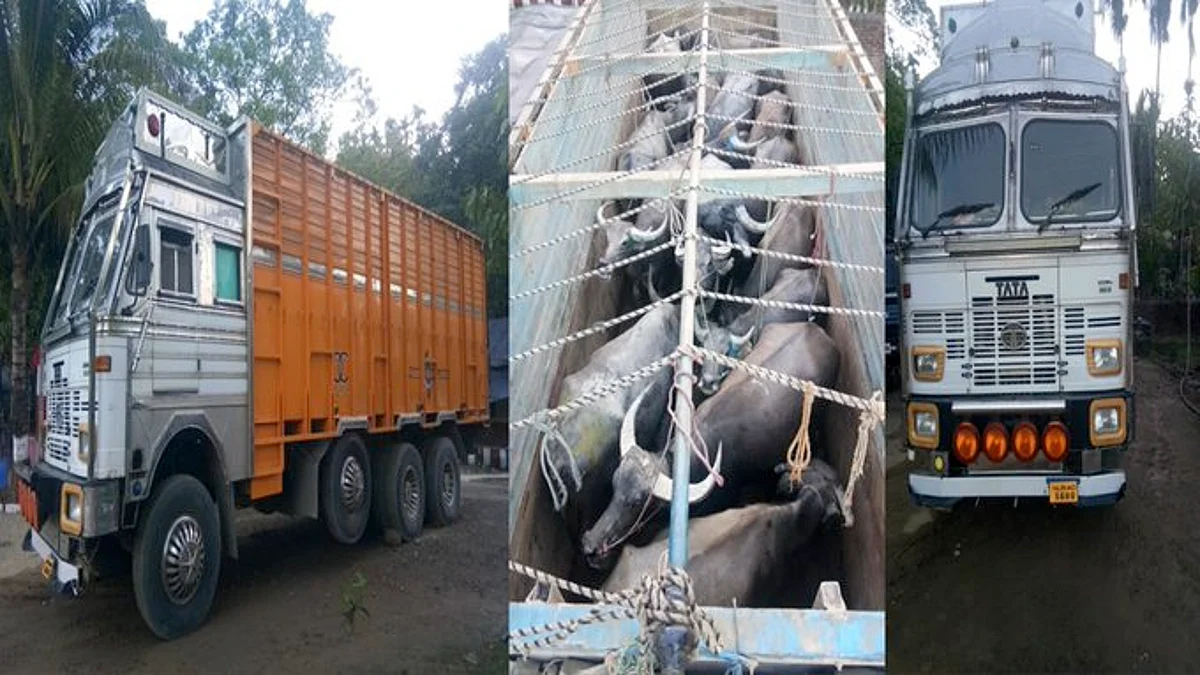 BSF Meghalaya Seizes 17 Cattle Heads Worth Rs. 22.28 Lakh