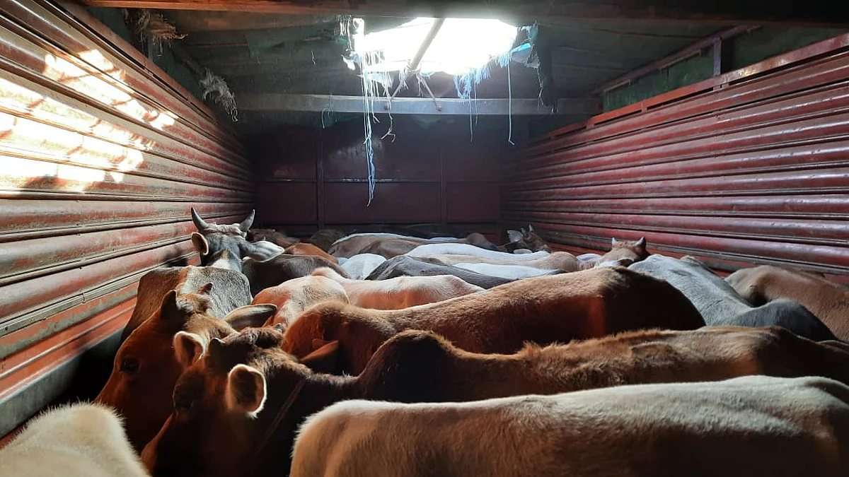 Assam Police Thwarts Cattle Smuggling Bid at Indo-Bangladesh Border | Representative Image