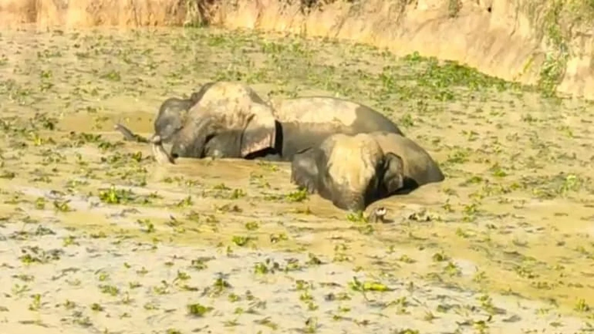Elephants trapped in pond in Assam's Goalpara| Image of an earlier incident