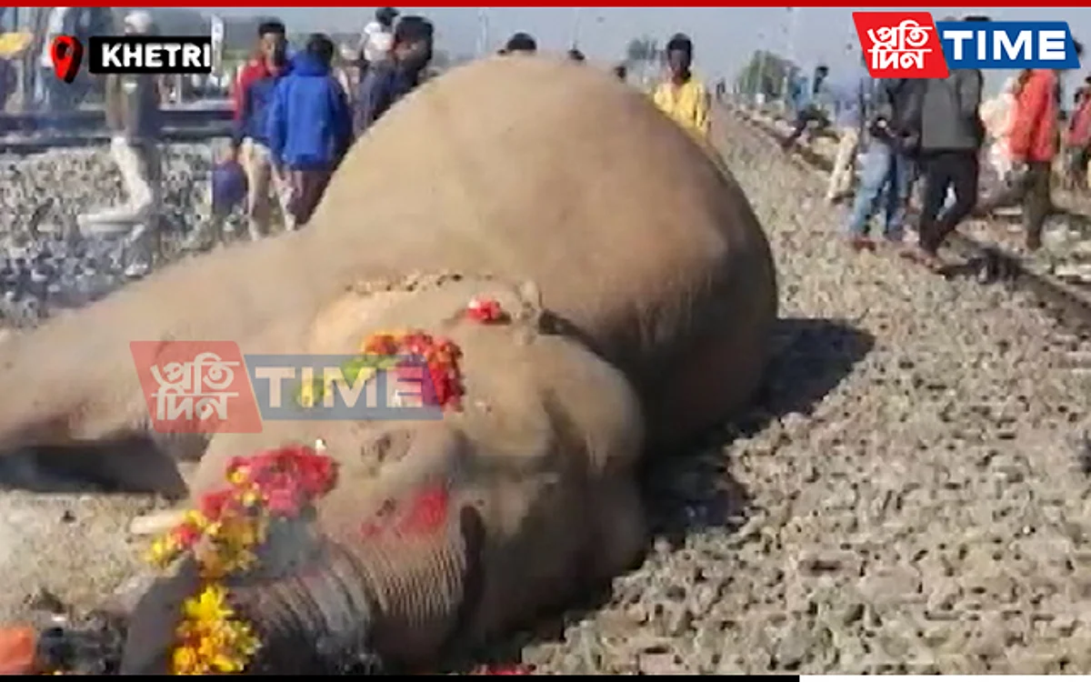 Assam: 2 Elephants Killed In Train Hit At Khetri
