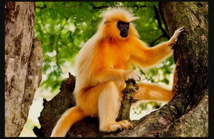 Golden Langur Habitat Conservation golden-langur-habitat-conservation