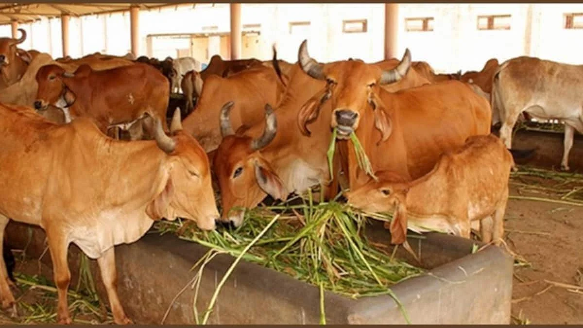 पशुपालन में विक्सित और आत्मनिर्भर बनने की योजना, राष्ट्रीय गोकुल मिशन की पूरी जानकारी