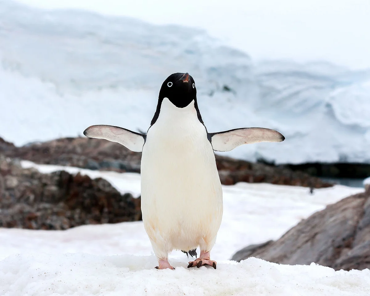 inspired 2015 02 gentoo penguin main