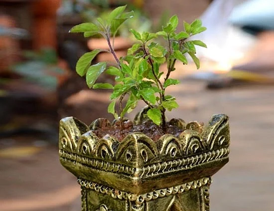 15 05 300490150kaise karein tulsi i pooja 1504791504 lb