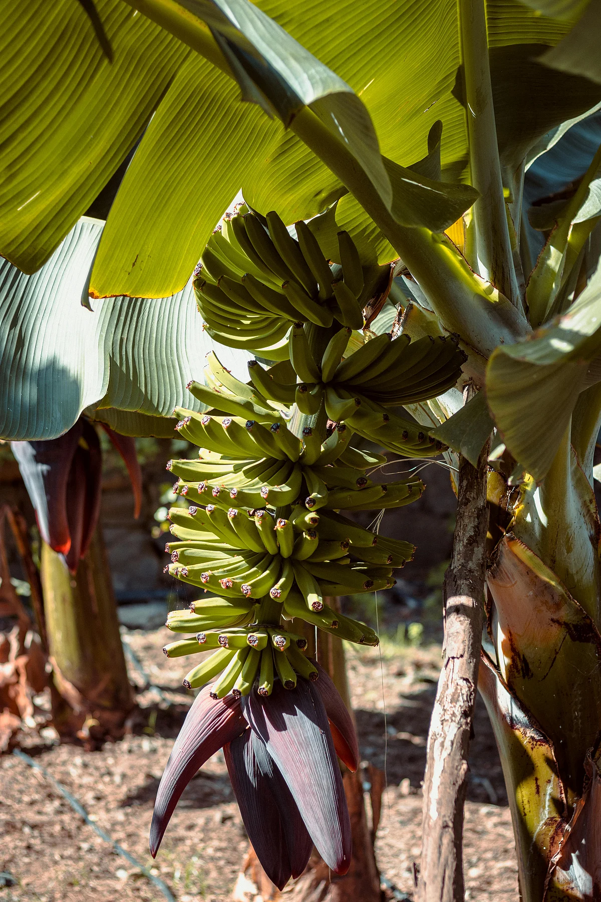 pexels jonasvonwerne 2168838