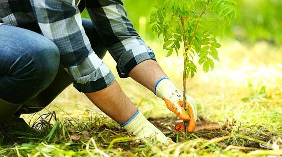 growing tree