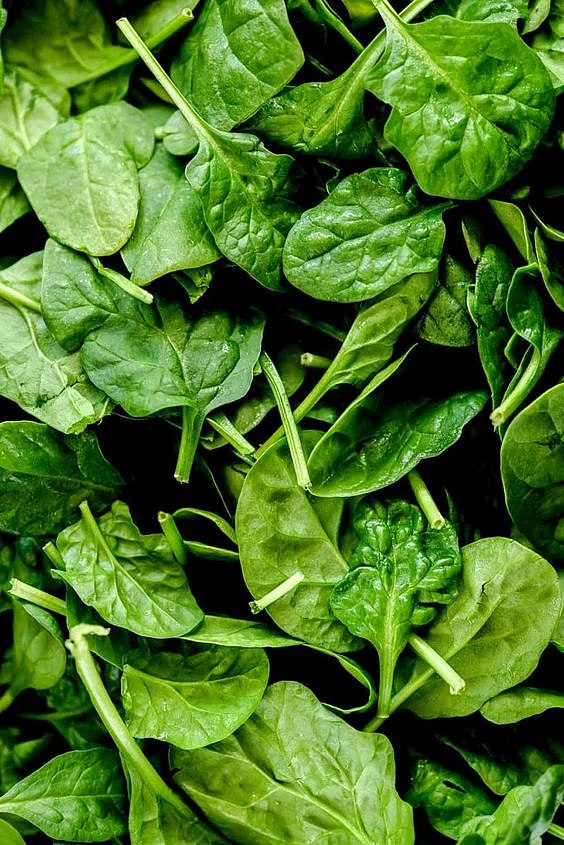 Spinach 11