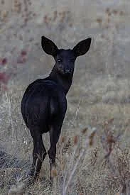 black deers