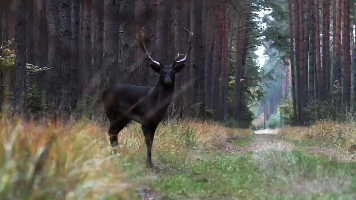 black deer