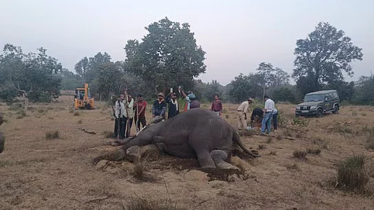 q8nhkdgbandhavgarh tiger reserve elephants