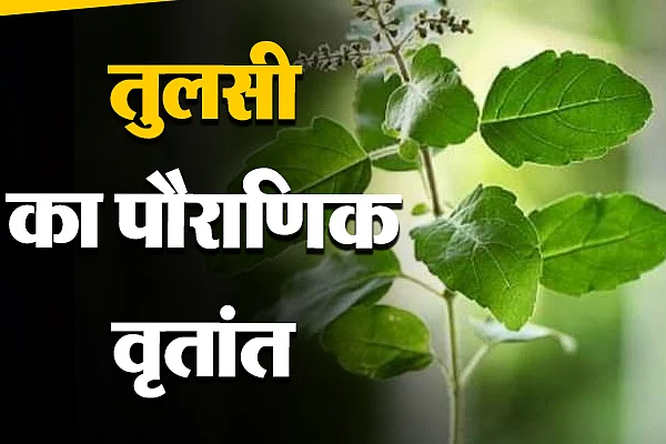 tulsi p