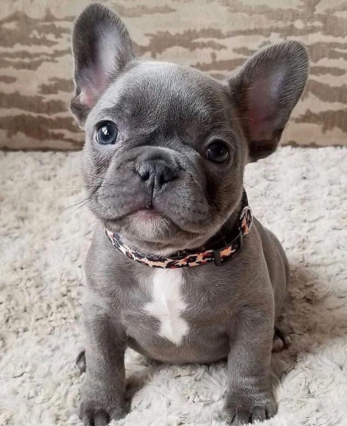 French Bulldog1