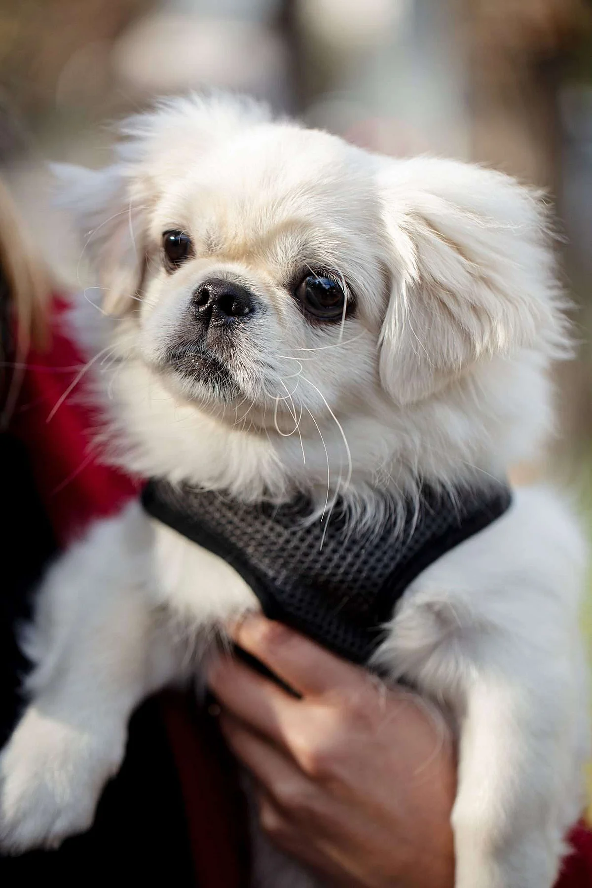 Pekingesefd
