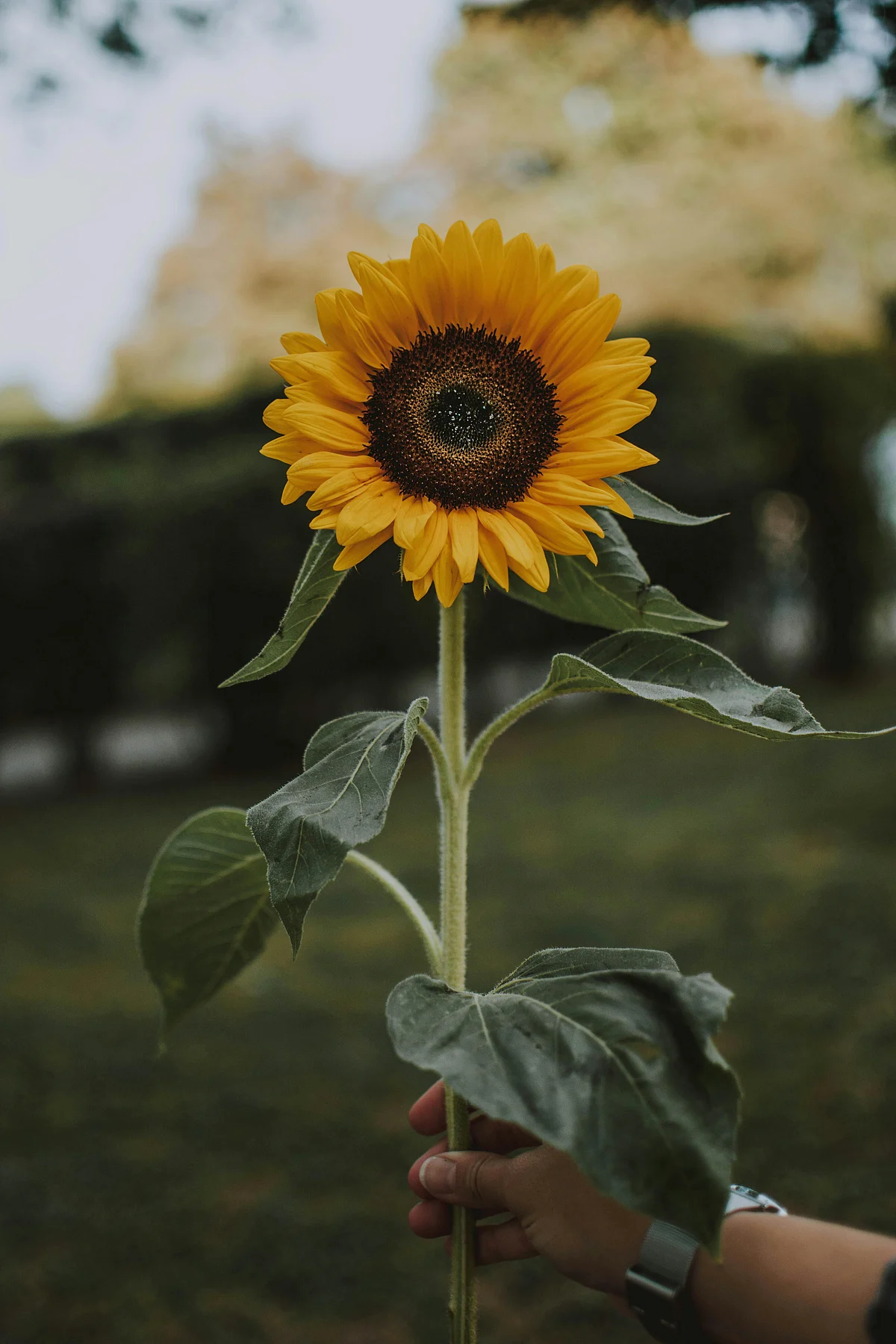 pexels lilartsy 1624076 1