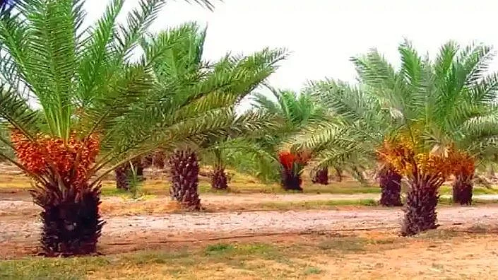 khajur 22