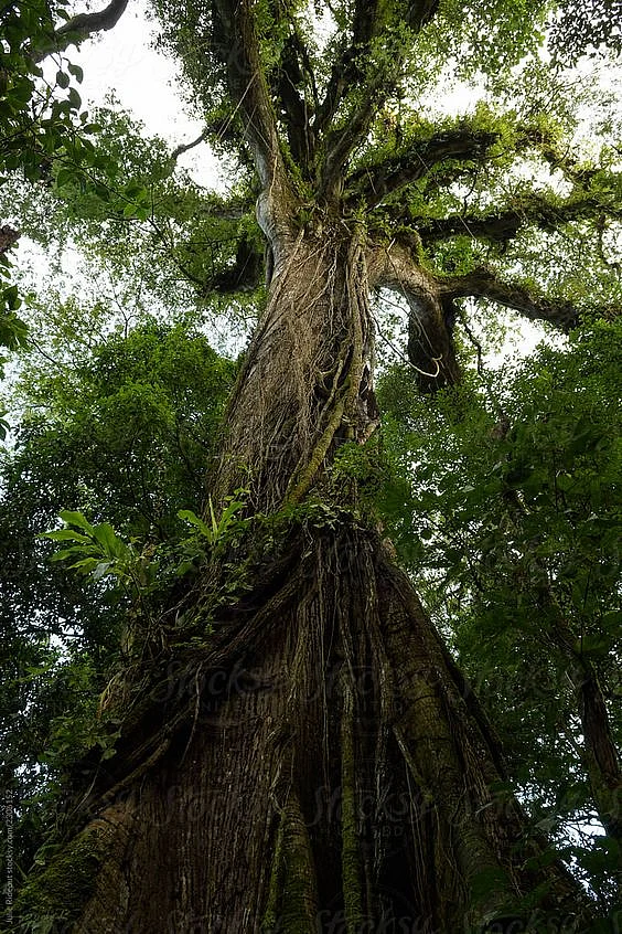 ceiba tree