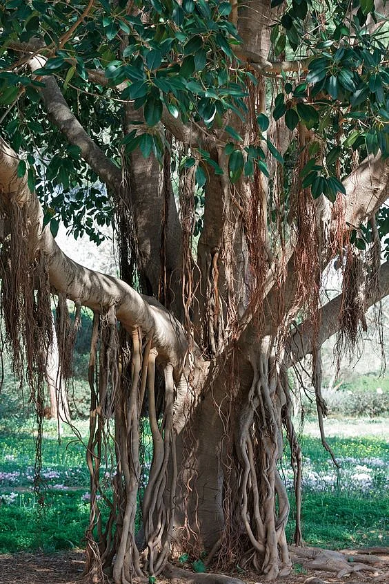 banyan tree