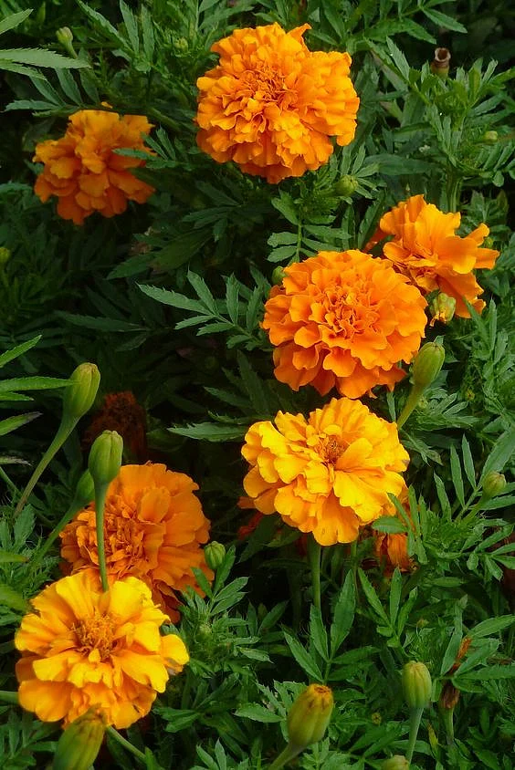 Marigold