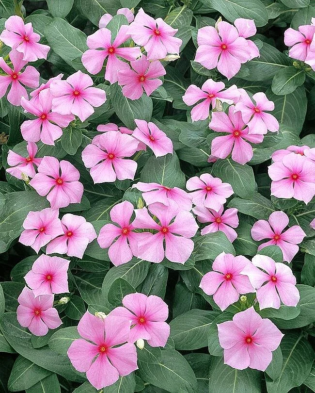 Periwinkle