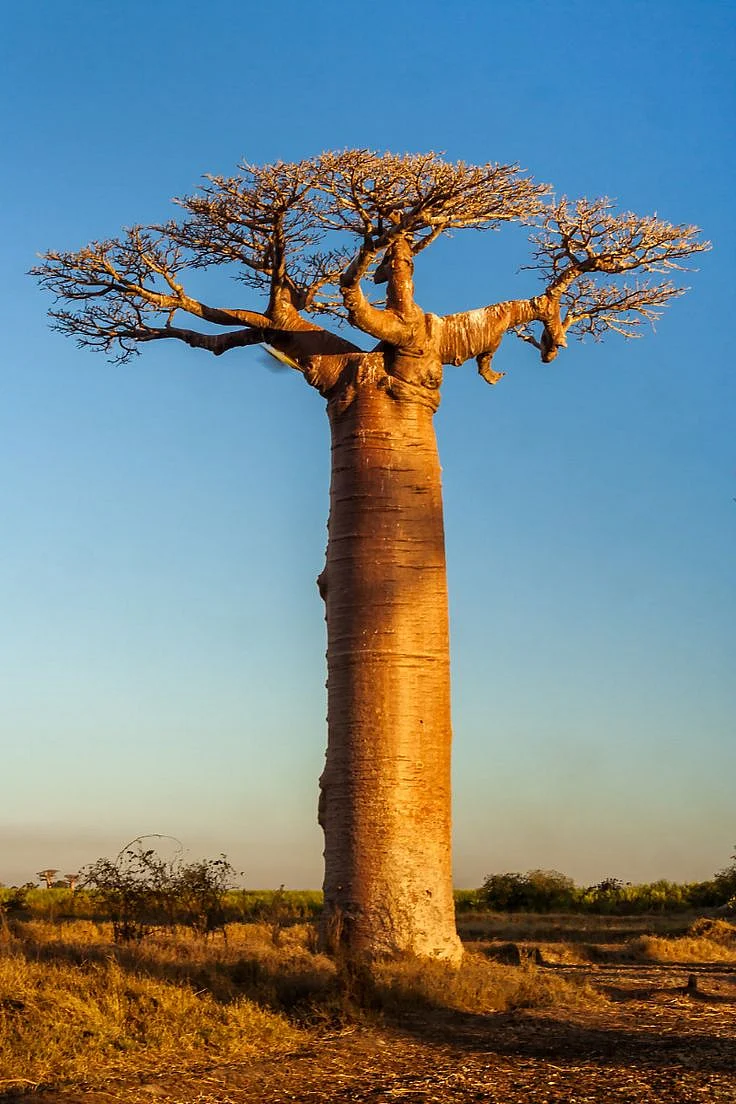 baobab tree
