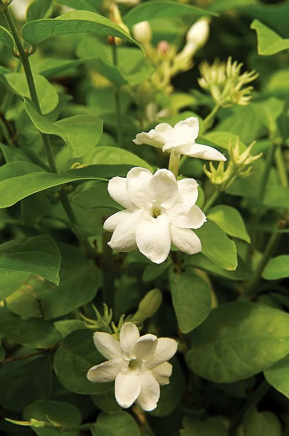 Jasmine