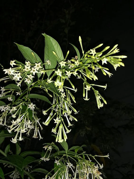 Night Blooming Jasmine
