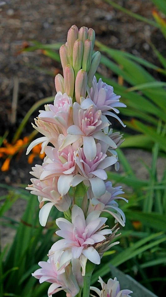 Tuberose