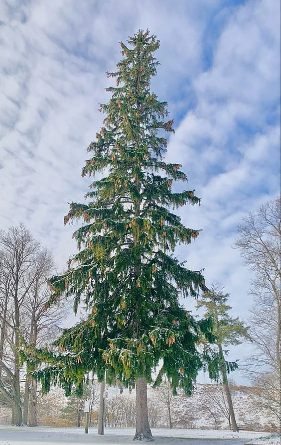 pine tree