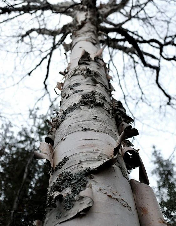 arctic birch tree