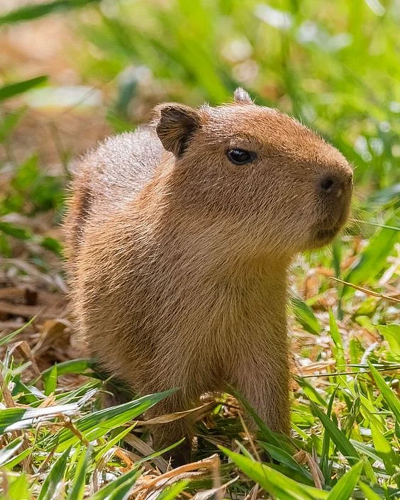 capybara