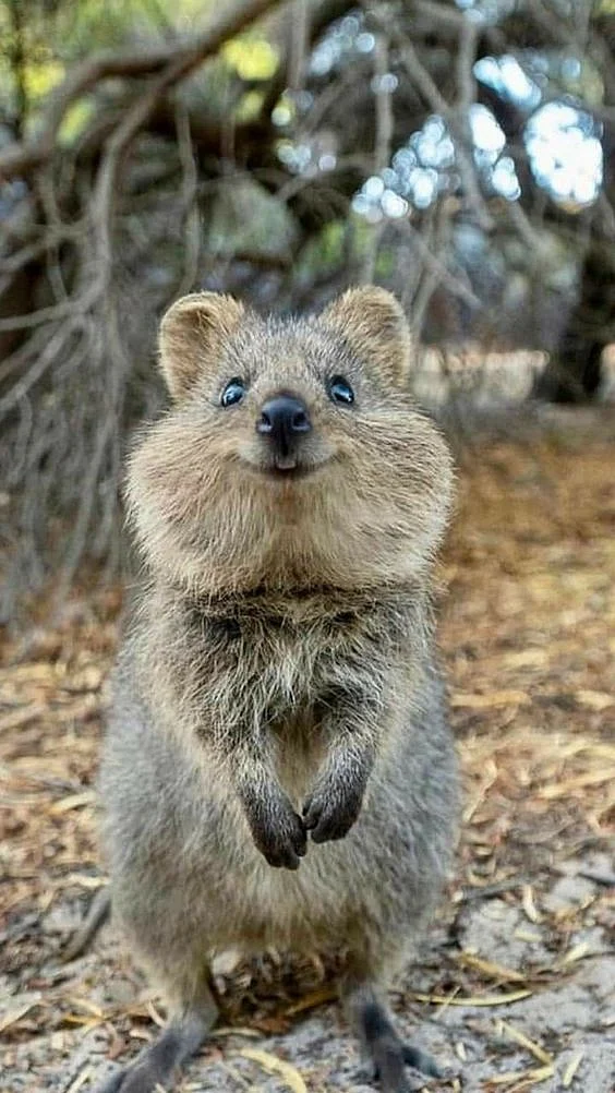 Quokkas3