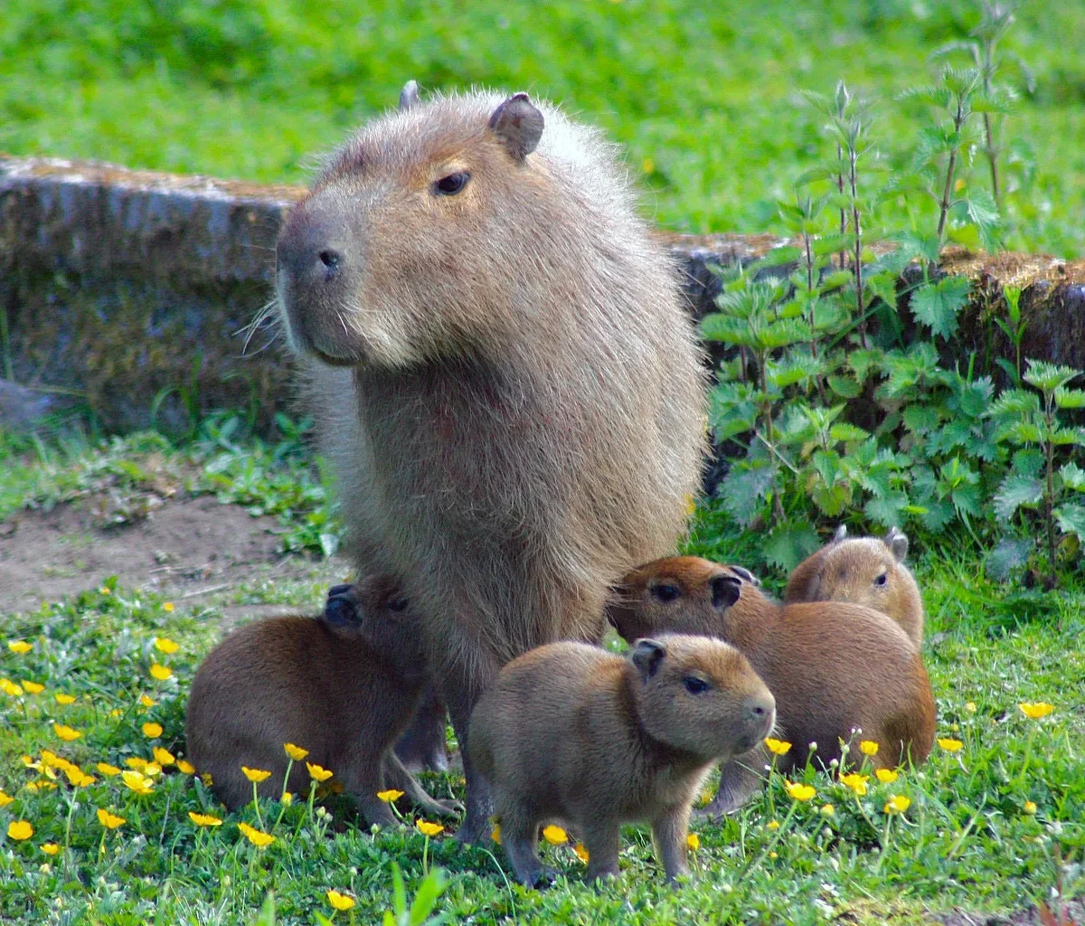 capybara1