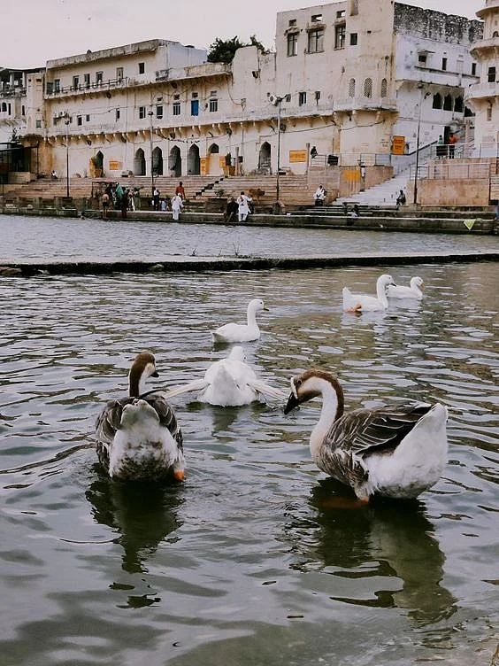 brahma mandir pushkar1