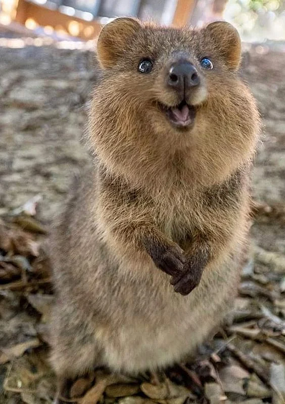 Quokkas